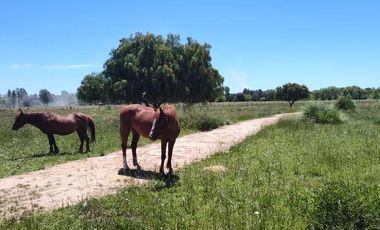 Terreno en venta - 30.000Mts2 - Estancia Benqueria, Monte