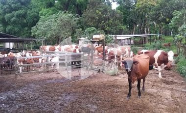 FINCA PRODUCTORA DE VENTA EN LA ISLA SANTA CRUZ, GALÁPAGOS