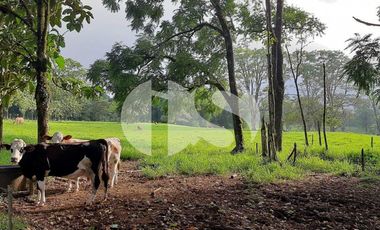 FINCA PRODUCTORA DE VENTA EN LA ISLA SANTA CRUZ, GALÁPAGOS