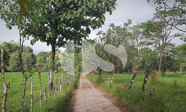 FINCA PRODUCTORA DE VENTA EN LA ISLA SANTA CRUZ, GALÁPAGOS