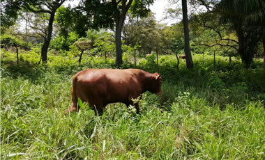 CAPIRA / CERMEÑO / FINCA / 88 HECTAREAS / 5 LAGOS