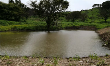 CAPIRA / CERMEÑO / FINCA / 88 HECTAREAS / 5 LAGOS