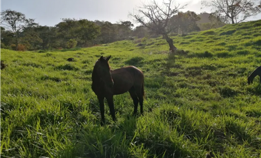 CAPIRA / CERMEÑO / FINCA / 88 HECTAREAS / 5 LAGOS