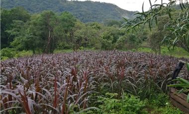 CAPIRA / CERMEÑO / FINCA / 88 HECTAREAS / 5 LAGOS