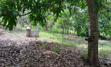 TERRENO EN VENTA FRENTE AL ESTERO DE JUANA MOZA