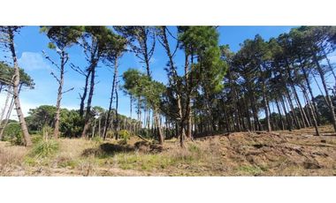 Hermoso lote en venta en Barrio Bosques de Pinamar