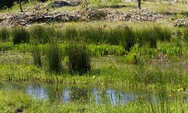 Parcela en Venta en Camino a Yumbel sector Tomeco