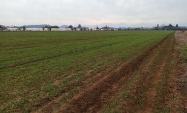 CAMPO, AGRÍCOLA EN VENTA, 21 HA, SAN CLEMENTE