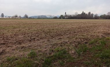 CAMPO, AGRÍCOLA EN VENTA, 21 HA, SAN CLEMENTE