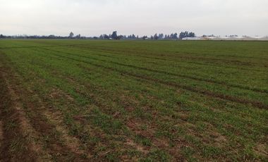 CAMPO, AGRÍCOLA EN VENTA, 21 HA, SAN CLEMENTE