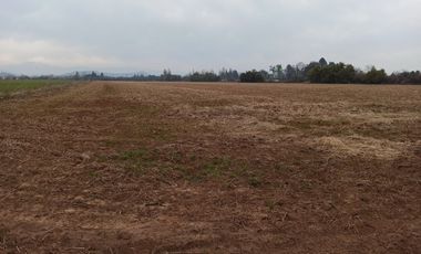 CAMPO, AGRÍCOLA EN VENTA, 21 HA, SAN CLEMENTE