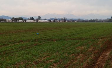 CAMPO, AGRÍCOLA EN VENTA, 21 HA, SAN CLEMENTE