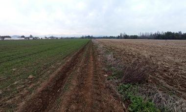 CAMPO, AGRÍCOLA EN VENTA, 21 HA, SAN CLEMENTE