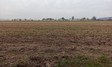 CAMPO, AGRÍCOLA EN VENTA, 21 HA, SAN CLEMENTE