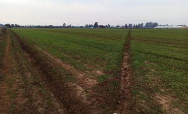 CAMPO, AGRÍCOLA EN VENTA, 21 HA, SAN CLEMENTE