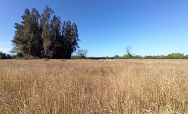 CAMPO, AGRÍCOLA EN VENTA, 60 HA, TENO