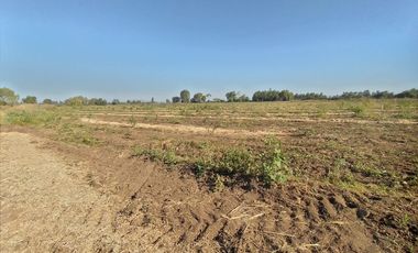 CAMPO, AGRÍCOLA EN VENTA, 60 HA, TENO