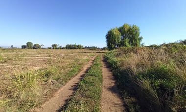 CAMPO, AGRÍCOLA EN VENTA, 60 HA, TENO