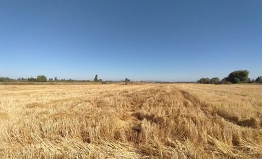CAMPO, AGRÍCOLA EN VENTA, 60 HA, TENO