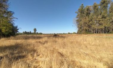 CAMPO, AGRÍCOLA EN VENTA, 60 HA, TENO