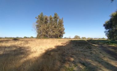 CAMPO, AGRÍCOLA EN VENTA, 60 HA, TENO