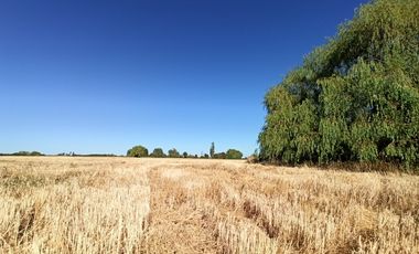 CAMPO, AGRÍCOLA EN VENTA, 60 HA, TENO