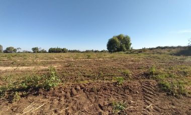 CAMPO, AGRÍCOLA EN VENTA, 60 HA, TENO