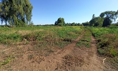 CAMPO, AGRÍCOLA EN VENTA, 60 HA, TENO