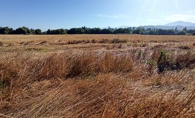 CAMPO, AGRÍCOLA EN VENTA, 60 HA, TENO