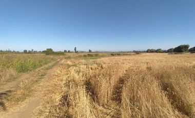 CAMPO, AGRÍCOLA EN VENTA, 60 HA, TENO