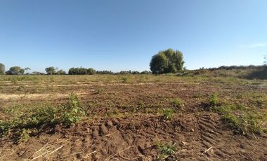 CAMPO, AGRÍCOLA EN VENTA, 60 HA, TENO