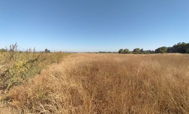 CAMPO, AGRÍCOLA EN VENTA, 60 HA, TENO