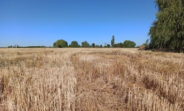 CAMPO, AGRÍCOLA EN VENTA, 60 HA, TENO