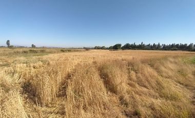 CAMPO, AGRÍCOLA EN VENTA, 60 HA, TENO