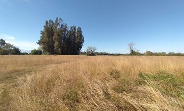 CAMPO, AGRÍCOLA EN VENTA, 60 HA, TENO