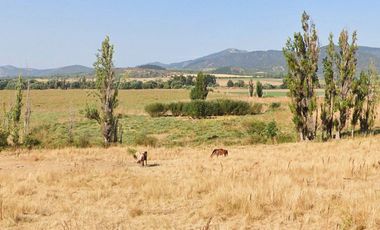 CAMPO, AGRÍCOLA EN VENTA, 49 HA, SAN JAVIER