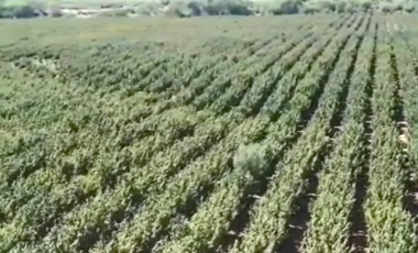 CAMPO, AGRÍCOLA EN VENTA, 27,86 HA, CON AVELLANO, PELARCO
