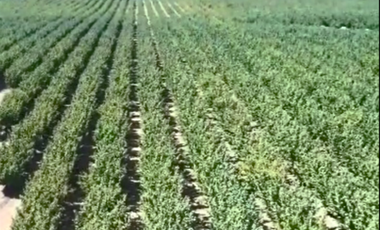 CAMPO, AGRÍCOLA EN VENTA, 27,86 HA, CON AVELLANO, PELARCO