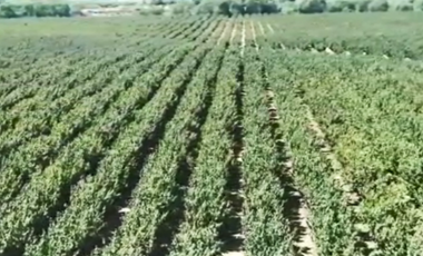 CAMPO, AGRÍCOLA EN VENTA, 27,86 HA, CON AVELLANO, PELARCO