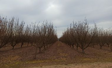 CAMPO, AGRÍCOLA EN VENTA, 27,86 HA, CON AVELLANO, PELARCO