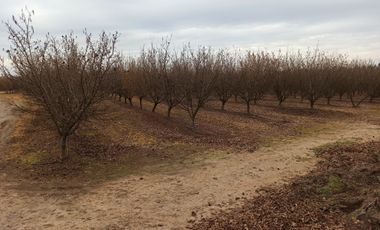 CAMPO, AGRÍCOLA EN VENTA, 27,86 HA, CON AVELLANO, PELARCO
