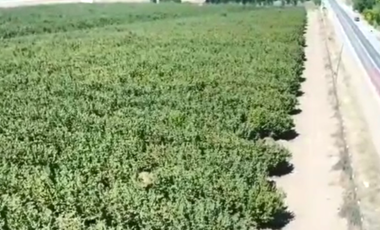CAMPO, AGRÍCOLA EN VENTA, 27,86 HA, CON AVELLANO, PELARCO