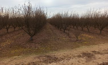 CAMPO, AGRÍCOLA EN VENTA, 27,86 HA, CON AVELLANO, PELARCO