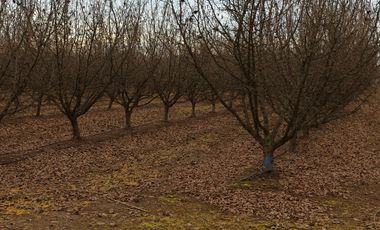 CAMPO, AGRÍCOLA EN VENTA, 27,86 HA, CON AVELLANO, PELARCO
