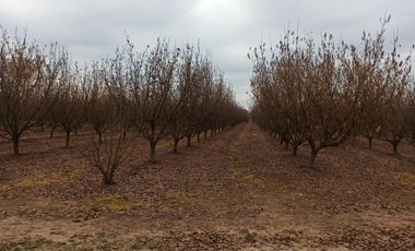 CAMPO, AGRÍCOLA EN VENTA, 27,86 HA, CON AVELLANO, PELARCO