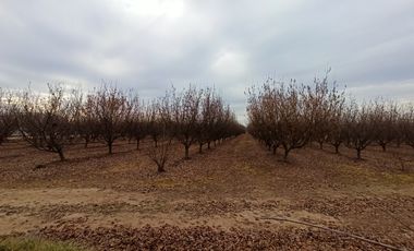 CAMPO, AGRÍCOLA EN VENTA, 27,86 HA, CON AVELLANO, PELARCO