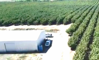 CAMPO, AGRÍCOLA EN VENTA, 27,86 HA, CON AVELLANO, PELARCO