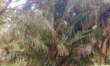 Exclusiva Quinta de 1 ha en B° Caima-D Orijón