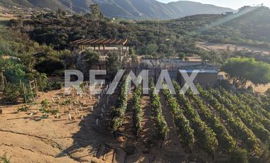 Asombrosa propiedad en Renta en Valle de Guadalupe - (3)