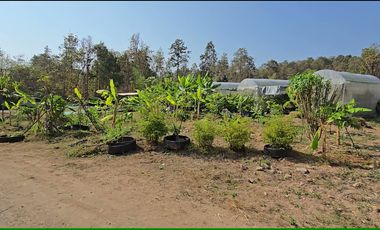 Land for sale in Nong Yaeng, Chiang Mai